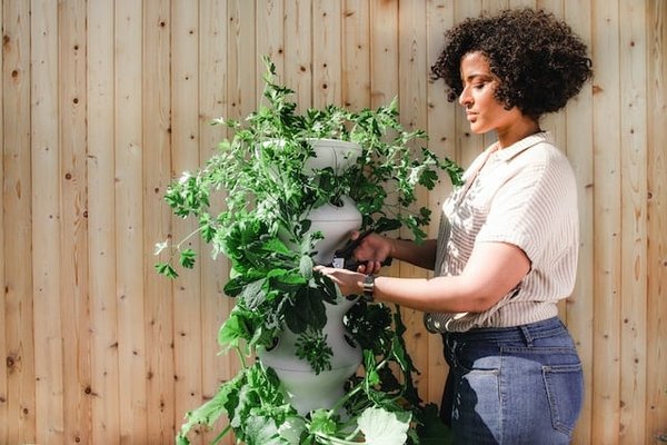 10 plantes faciles à cultiver pour les débutants en jardinage