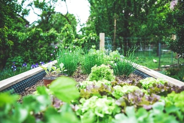 10 étapes essentielles pour créer son jardin potager bio chez soi